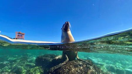 水中的海狮